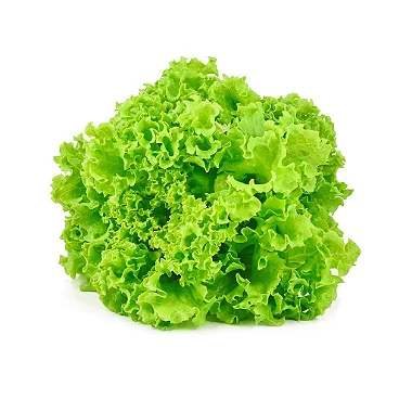 Imagem 2 do produto: ALFACE CRESPA - UN