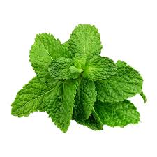 MENTA - MACO