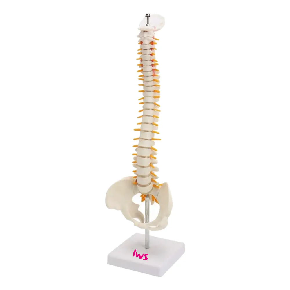 Imagem 1 do produto: VM - Coluna Vertebral