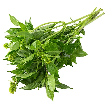 MANJERICAO VERDE - MACO