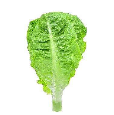 Imagem 2 do produto: ALFACE LISA - UN