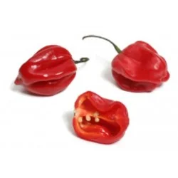 PIMENTA HABANERO - KG