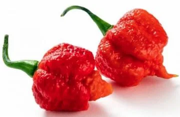 PIMENTA CAROLINA REAPER - KG