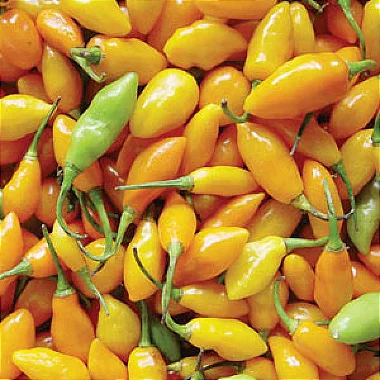 PIMENTA CUMARI DO PARA - KG