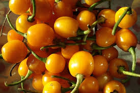 PIMENTA OLHO DE PEIXE - KG