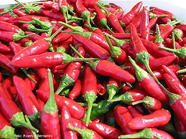 PIMENTA MALAGUETA - KG