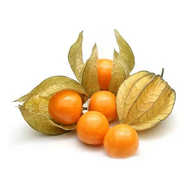 PHYSALIS / FISALIS - BANDEJA