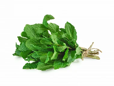 HORTELA - MACO