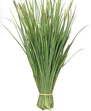 CAPIM-SANTO